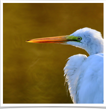 Great Egret - Looking Side